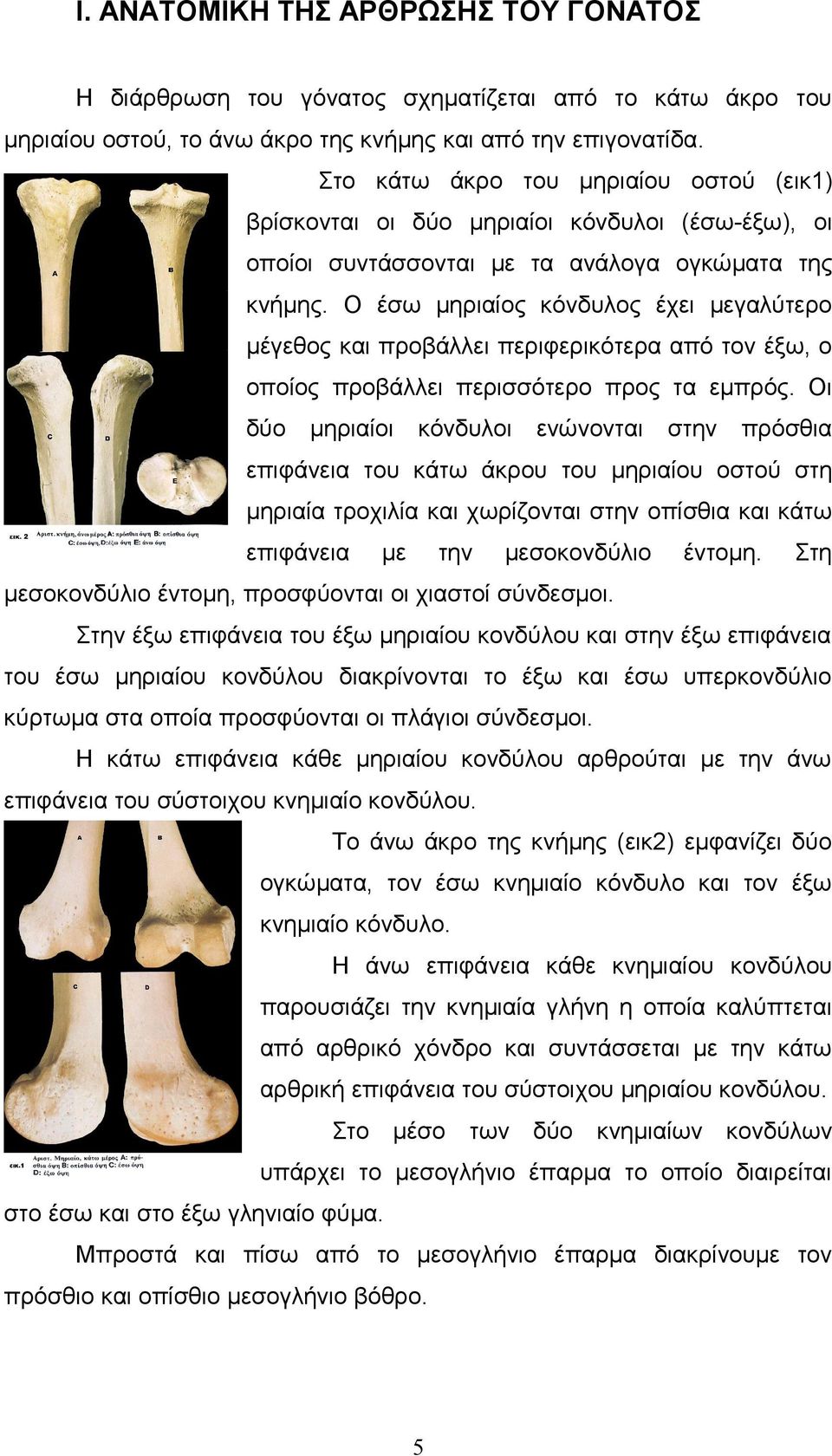 Ο έσω μηριαίος κόνδυλος έχει μεγαλύτερο μέγεθος και προβάλλει περιφερικότερα από τον έξω, ο οποίος προβάλλει περισσότερο προς τα εμπρός.