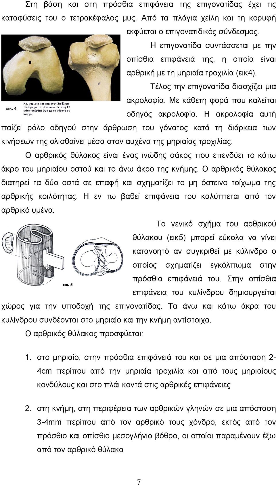 Με κάθετη φορά που καλείται οδηγός ακρολοφία. Η ακρολοφία αυτή παίζει ρόλο οδηγού στην άρθρωση του γόνατος κατά τη διάρκεια των κινήσεων της ολισθαίνει μέσα στον αυχένα της μηριαίας τροχιλίας.