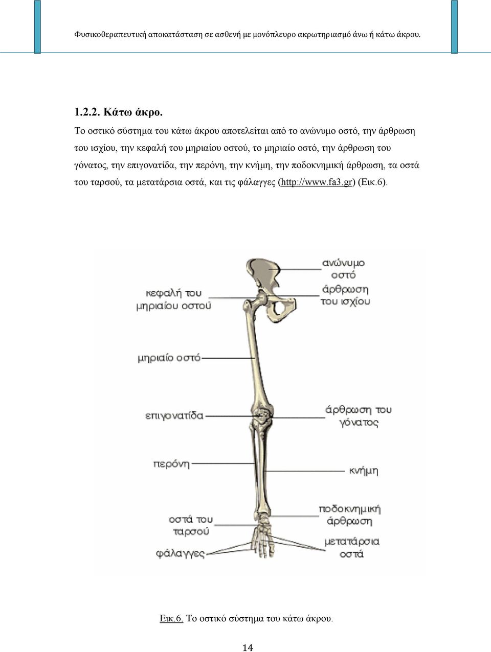 κεφαλή του μηριαίου οστού, το μηριαίο οστό, την άρθρωση του γόνατος, την επιγονατίδα, την