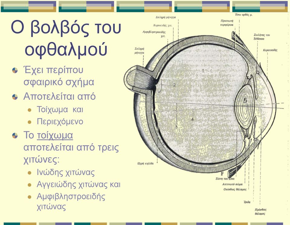 τοίχωμα αποτελείται από τρεις χιτώνες: Ινώδης