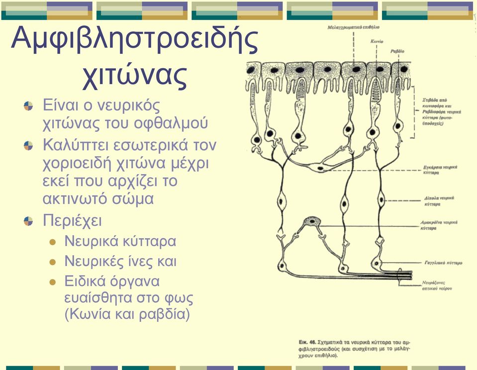 εκεί που αρχίζει το ακτινωτό σώμα Περιέχει Νευρικά κύτταρα