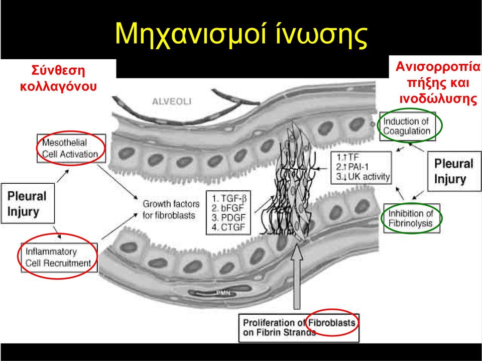 κολλαγόνου