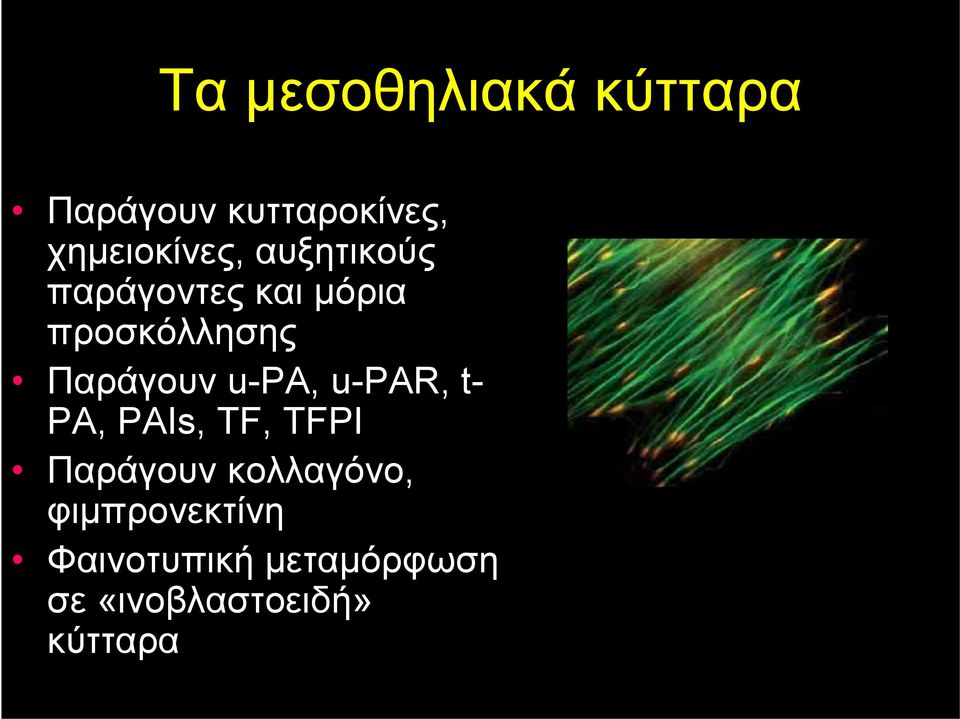 Παράγουν u-pa, u-par, t- PA, PAIs, TF, TFPI Παράγουν