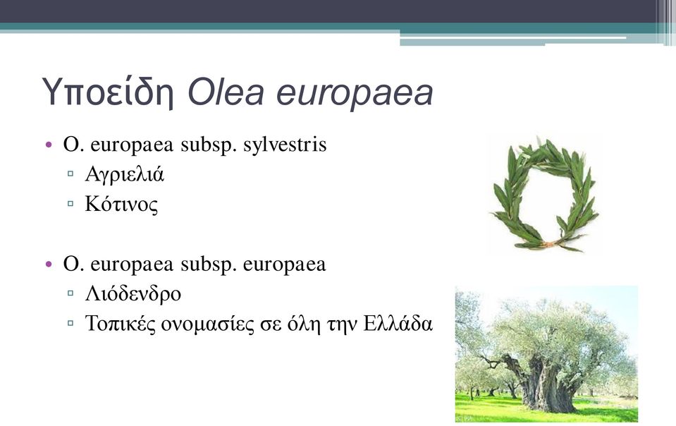 sylvestris Αγριελιά Κότινος O.