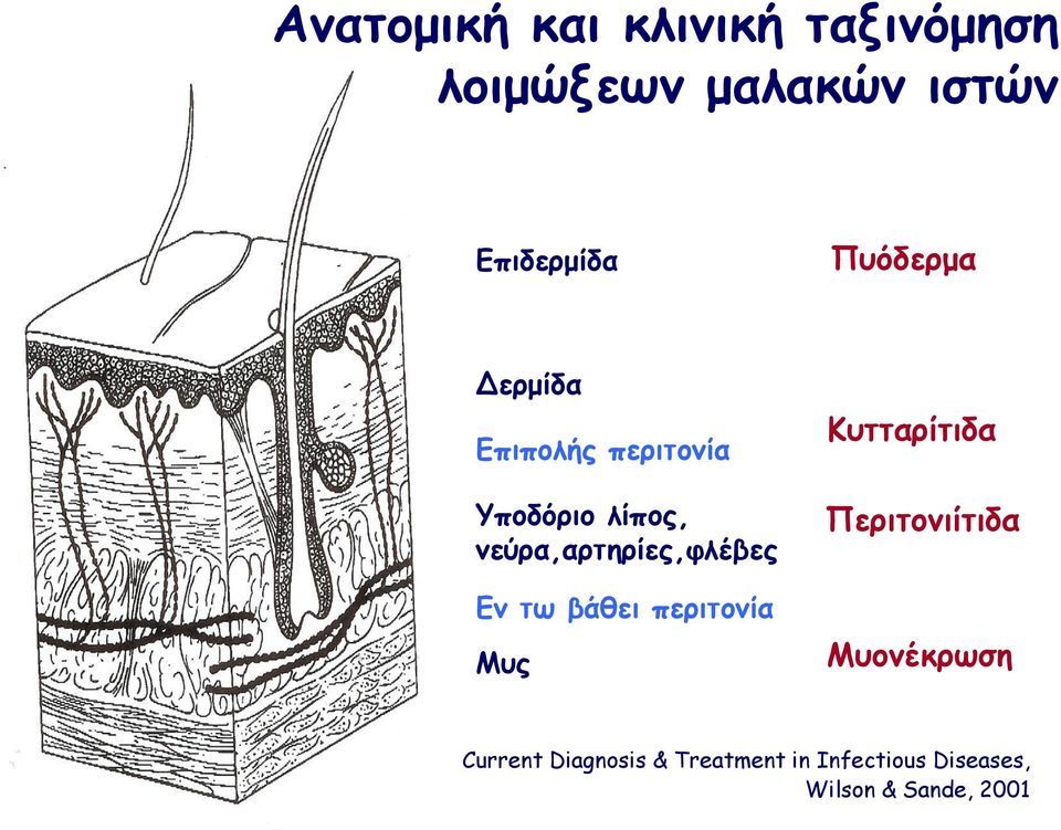 νεύρα,αρτηρίες,φλέβες Εν τω βάθει περιτονία Μυς Κυτταρίτιδα