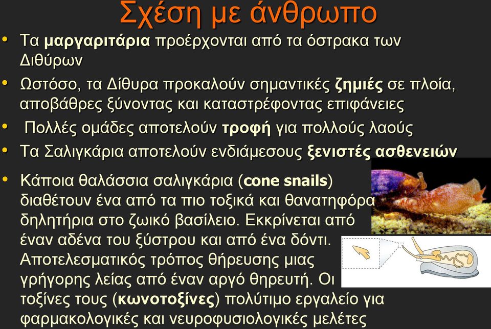 (cone snails) διαθέτουν ένα από τα πιο τοξικά και θανατηφόρα δηλητήρια στο ζωικό βασίλειο. Εκκρίνεται από έναν αδένα του ξύστρου και από ένα δόντι.