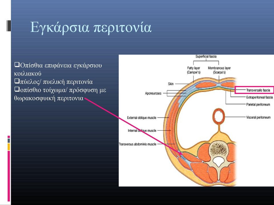 πύελος/ πυελική περιτονία οπίσθιο