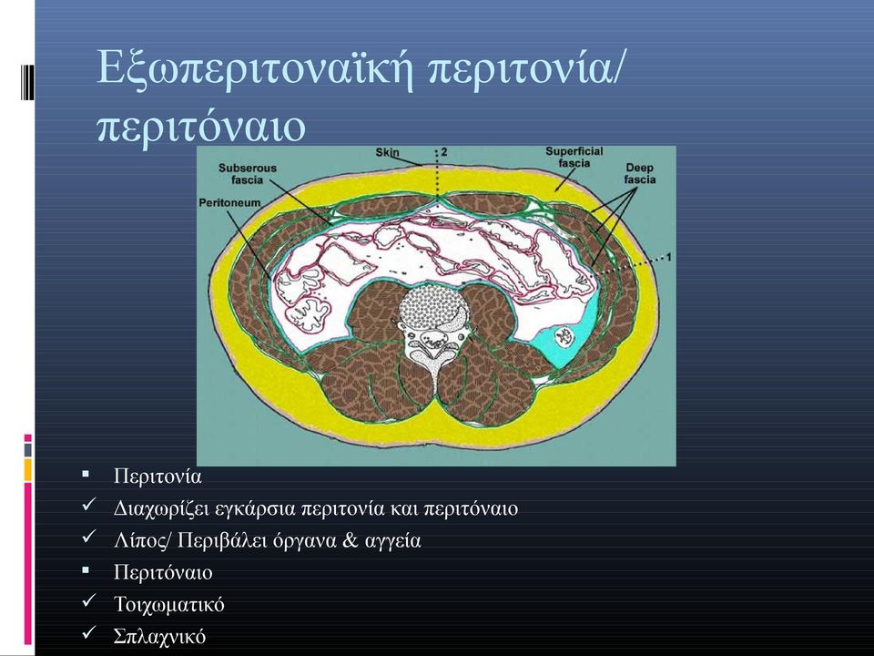 και περιτόναιο Λίπος/ Περιβάλει όργανα