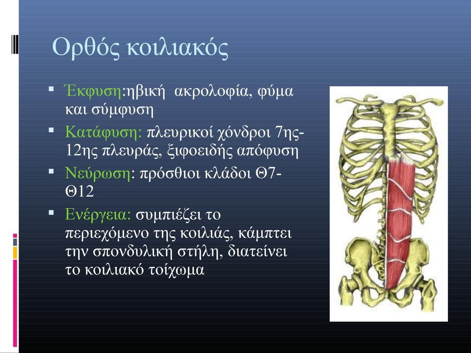 Νεύρωση: πρόσθιοι κλάδοι Θ7Θ12 Ενέργεια: συμπιέζει το