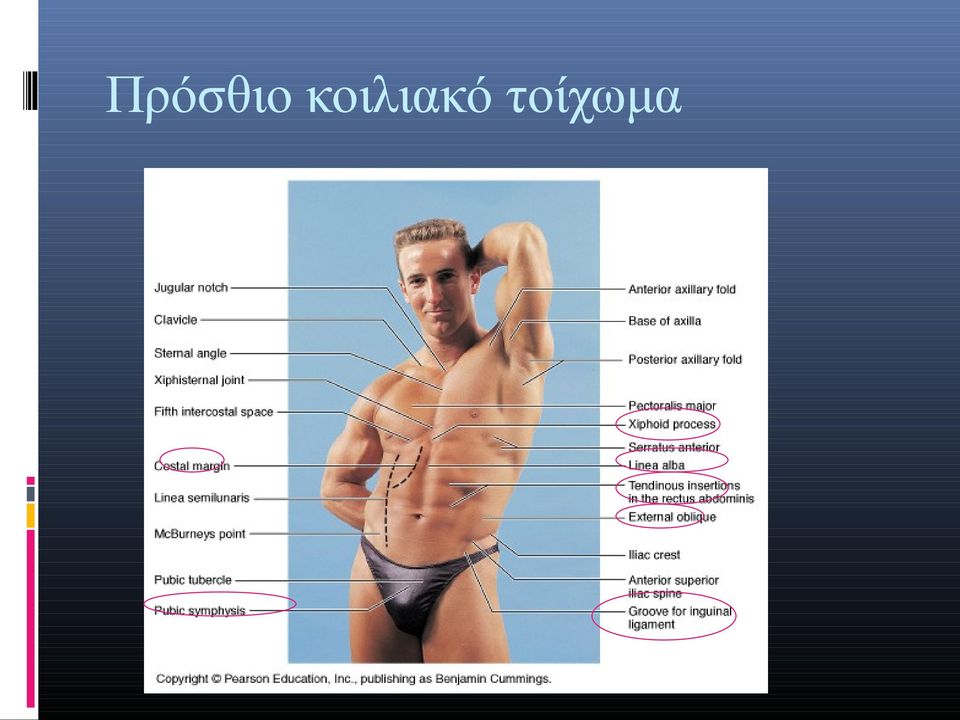 τοίχωμα