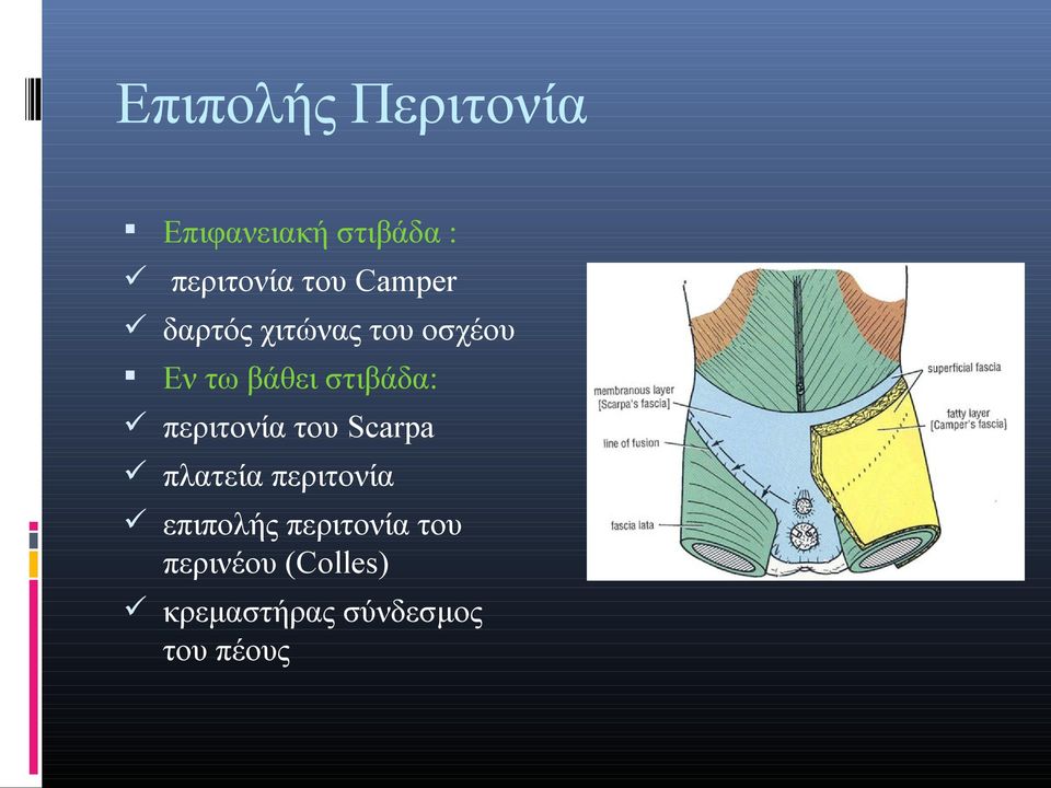 περιτονία του Scarpa πλατεία περιτονία επιπολής