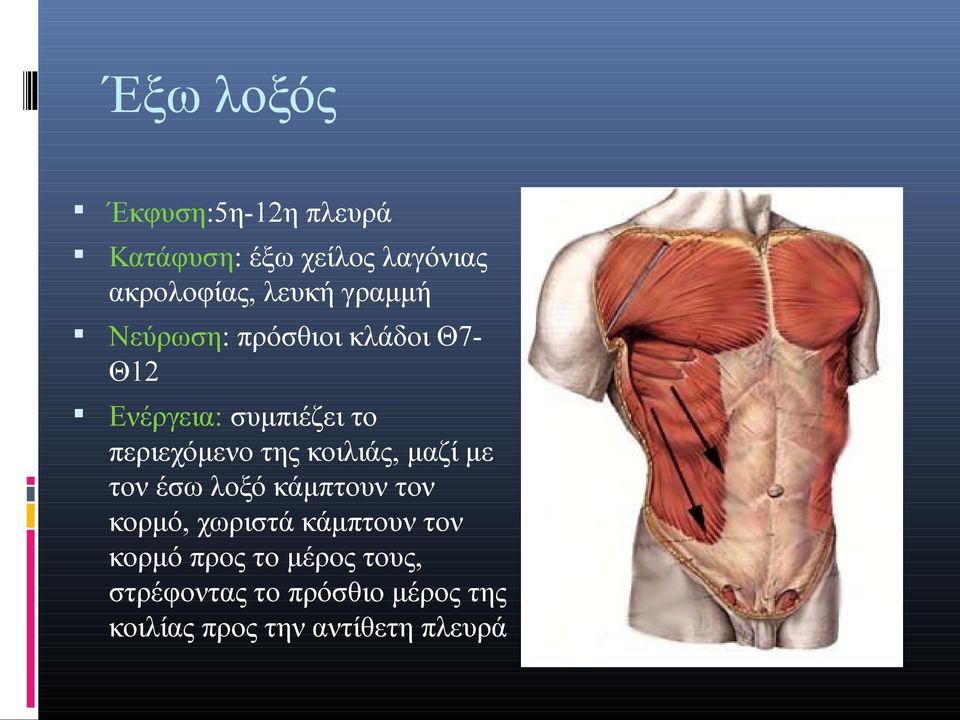 κοιλιάς, μαζί με τον έσω λοξό κάμπτουν τον κορμό, χωριστά κάμπτουν τον κορμό