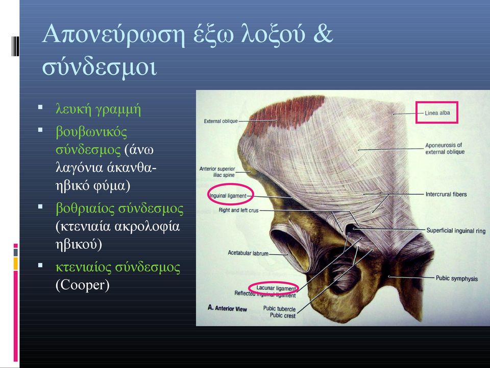 άκανθαηβικό φύμα) βοθριαίος σύνδεσμος