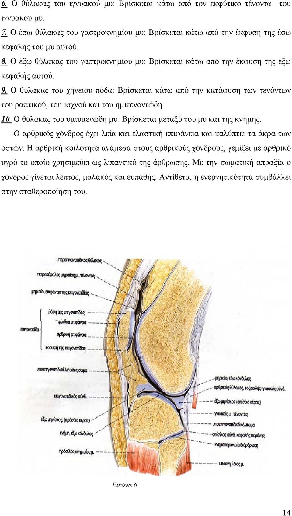 Ο θύλακας του χήνειου πόδα: Βρίσκεται κάτω από την κατάφυση των τενόντων του ραπτικού, του ισχνού και του ημιτενοντώδη. 10. Ο θύλακας του υμιυμενώδη μυ: Βρίσκεται μεταξύ του μυ και της κνήμης.