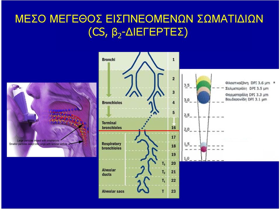 ΣΩΜΑΤΙΔΙΩΝ