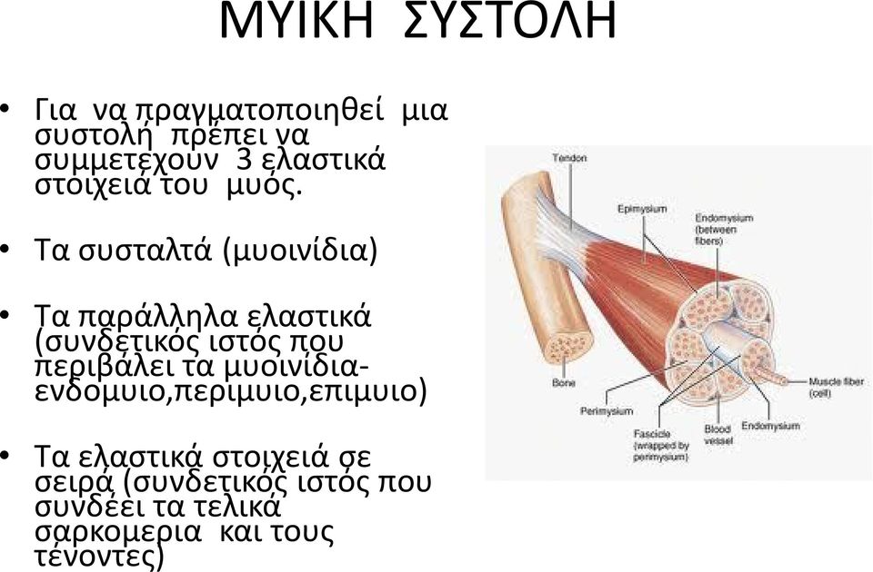 Τα συσταλτά (μυοινίδια) Τα παράλληλα ελαστικά (συνδετικός ιστός που περιβάλει