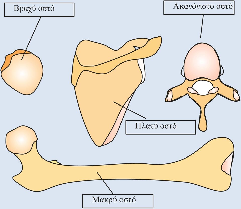 οστό Πλατύ