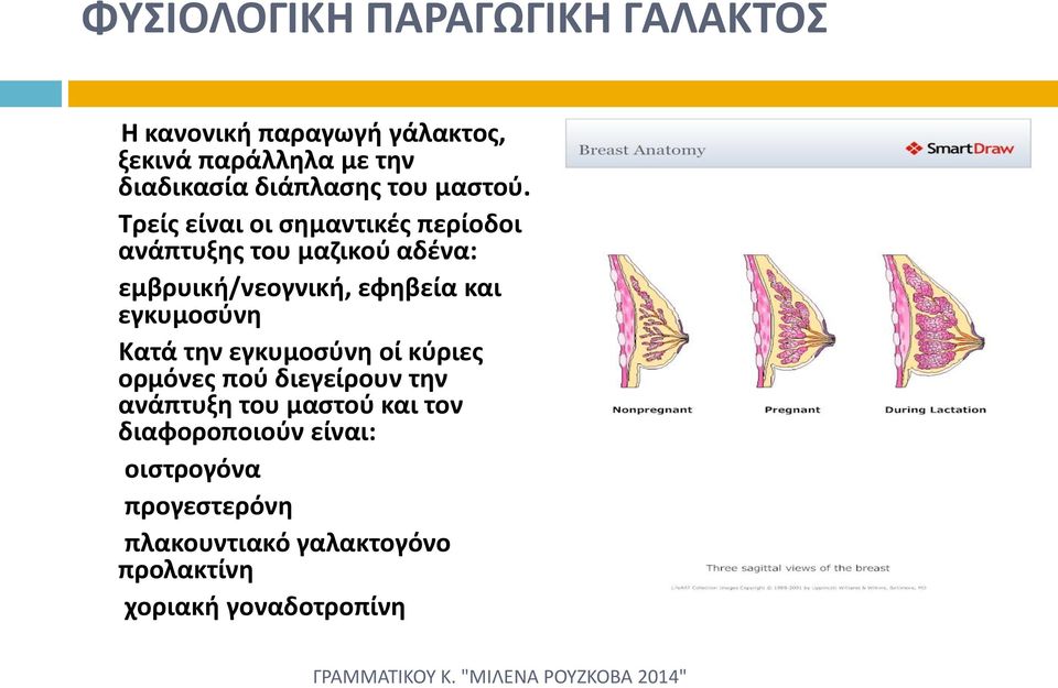 Τρείς είναι οι σημαντικές περίοδοι ανάπτυξης του μαζικού αδένα: εμβρυική/νεογνική, εφηβεία και