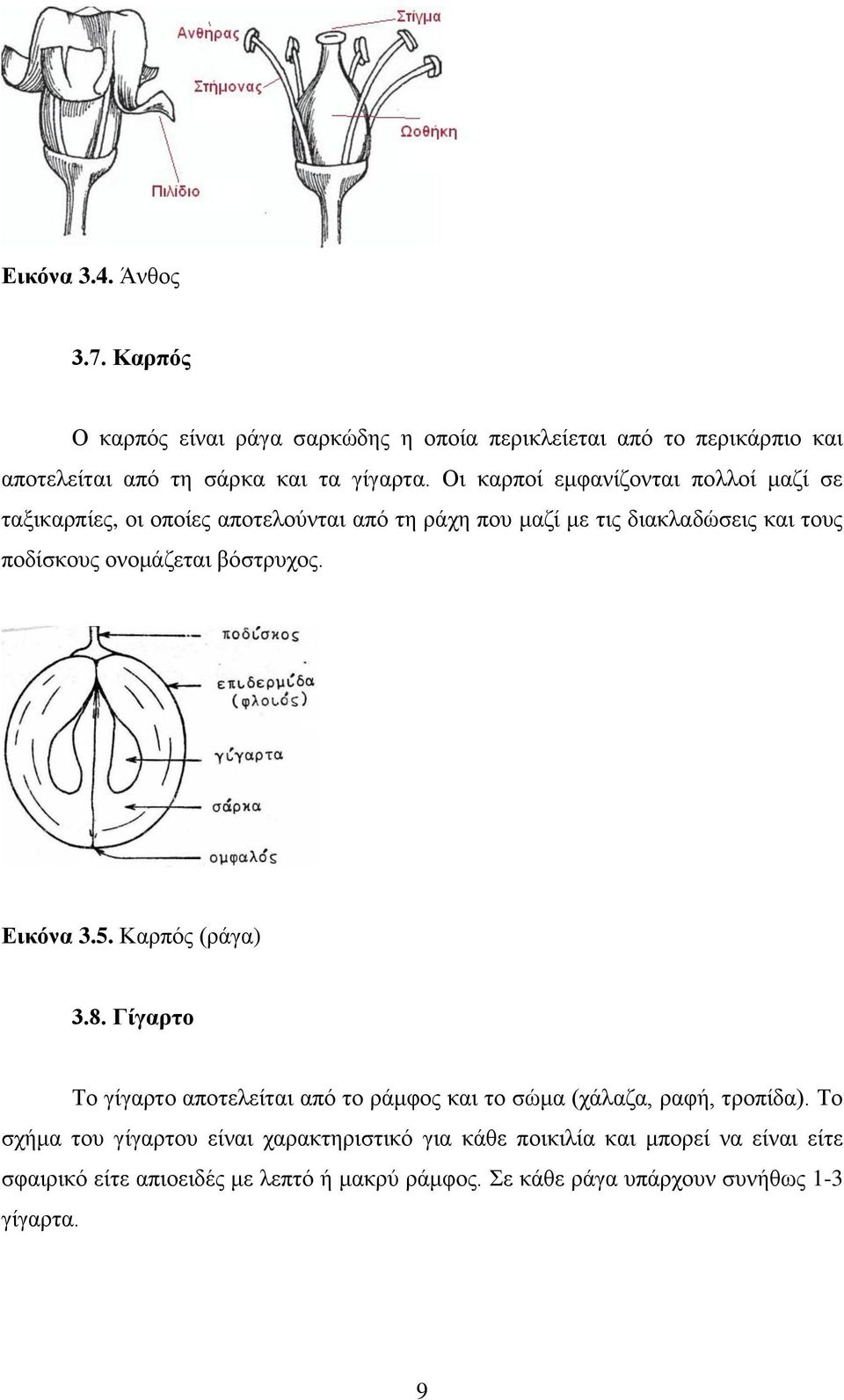 βόστρυχος. Εικόνα 3.5. Καρπός (ράγα) 3.8. Γίγαρτο Το γίγαρτο αποτελείται από το ράμφος και το σώμα (χάλαζα, ραφή, τροπίδα).