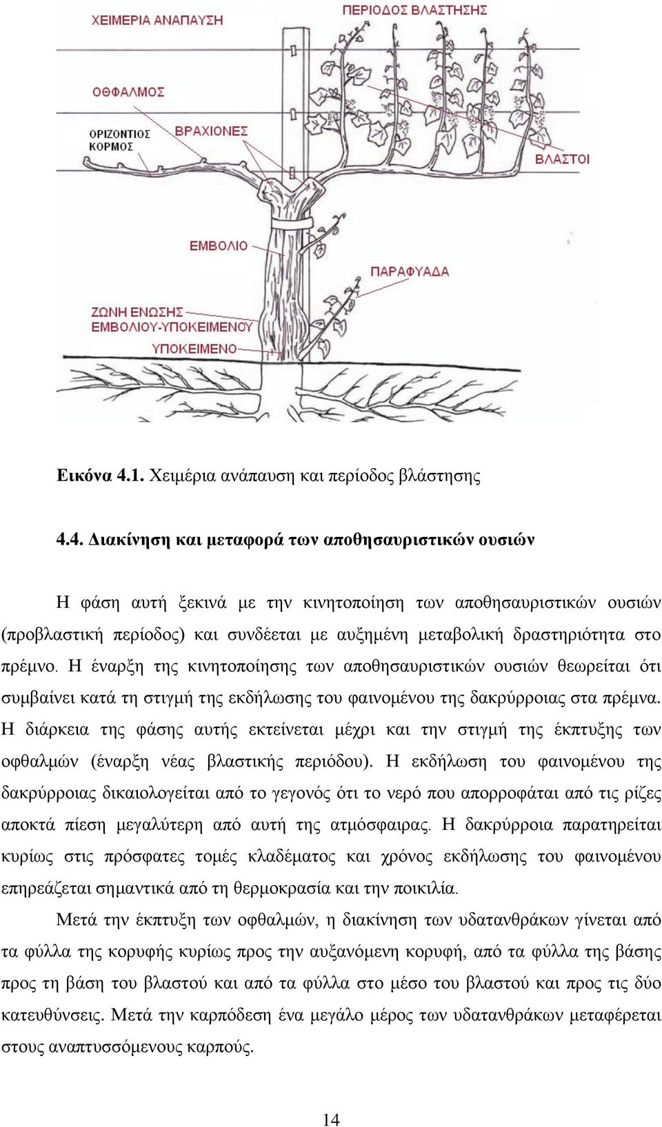 4. Διακίνηση και μεταφορά των αποθησαυριστικών ουσιών Η φάση αυτή ξεκινά με την κινητοποίηση των αποθησαυριστικών ουσιών (προβλαστική περίοδος) και συνδέεται με αυξημένη μεταβολική δραστηριότητα στο