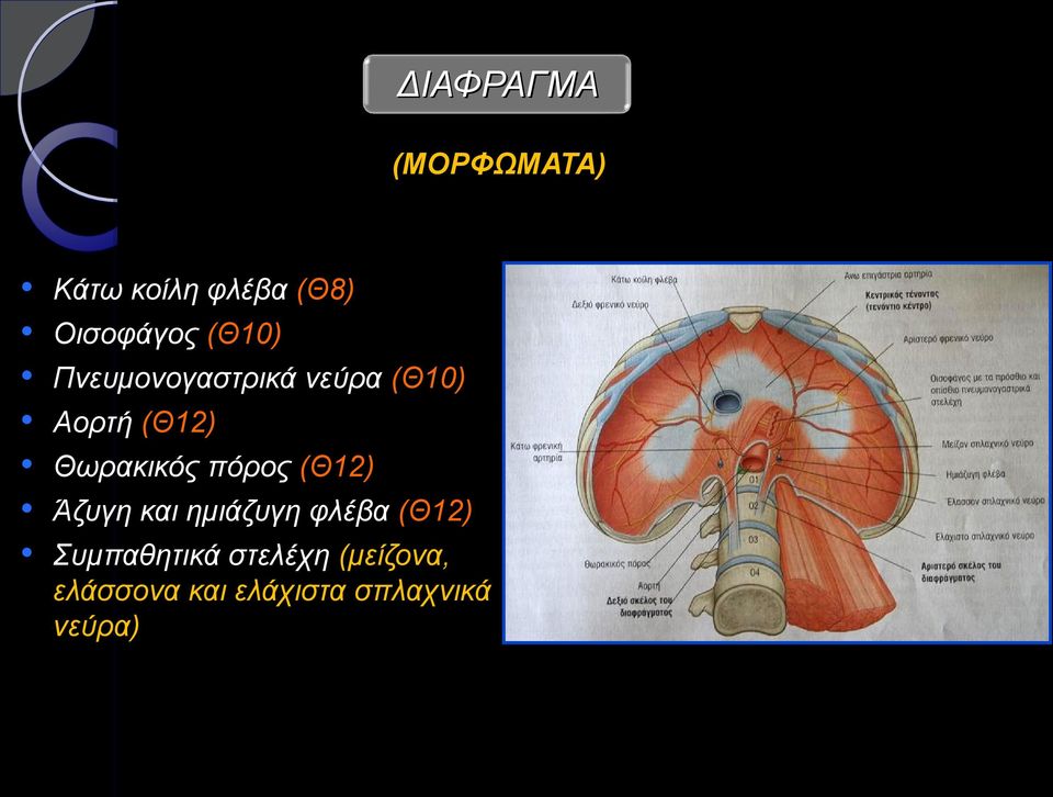 Θωρακικός πόρος (Θ12) Άζυγη και ημιάζυγη φλέβα (Θ12)