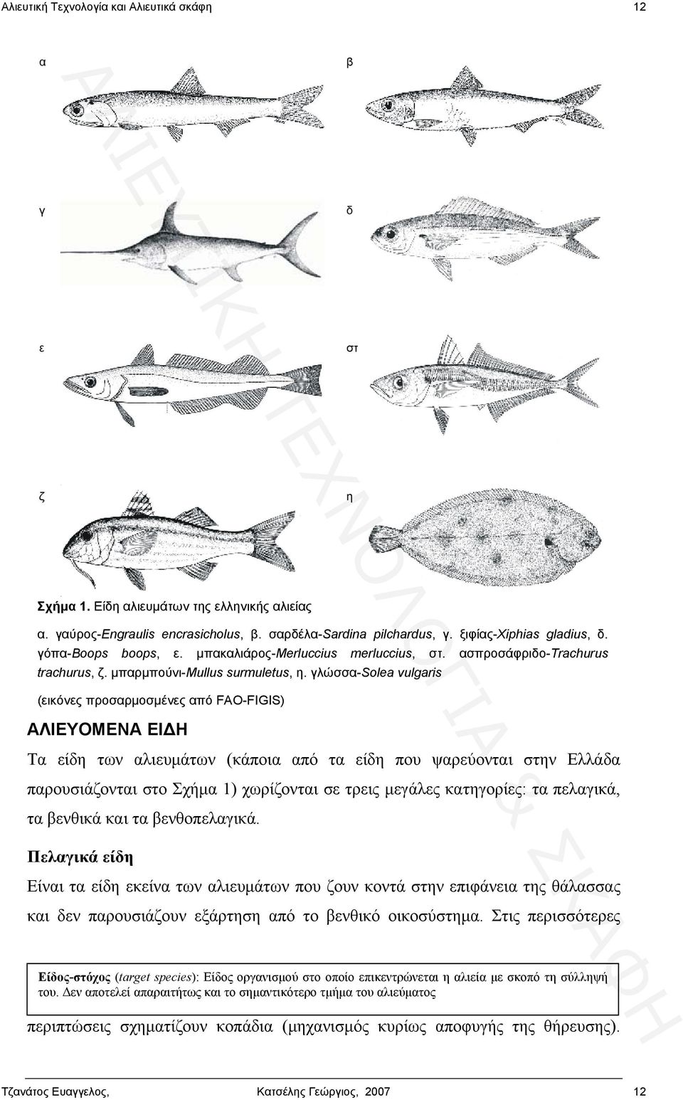 γλώσσα-solea vulgaris (εικόνες προσαρμοσμένες από FAO-FIGIS) ΑΛΙΕΥΟΜΕΝΑ ΕΙΔΗ Τα είδη των αλιευμάτων (κάποια από τα είδη που ψαρεύονται στην Ελλάδα παρουσιάζονται στο Σχήμα 1) χωρίζονται σε τρεις