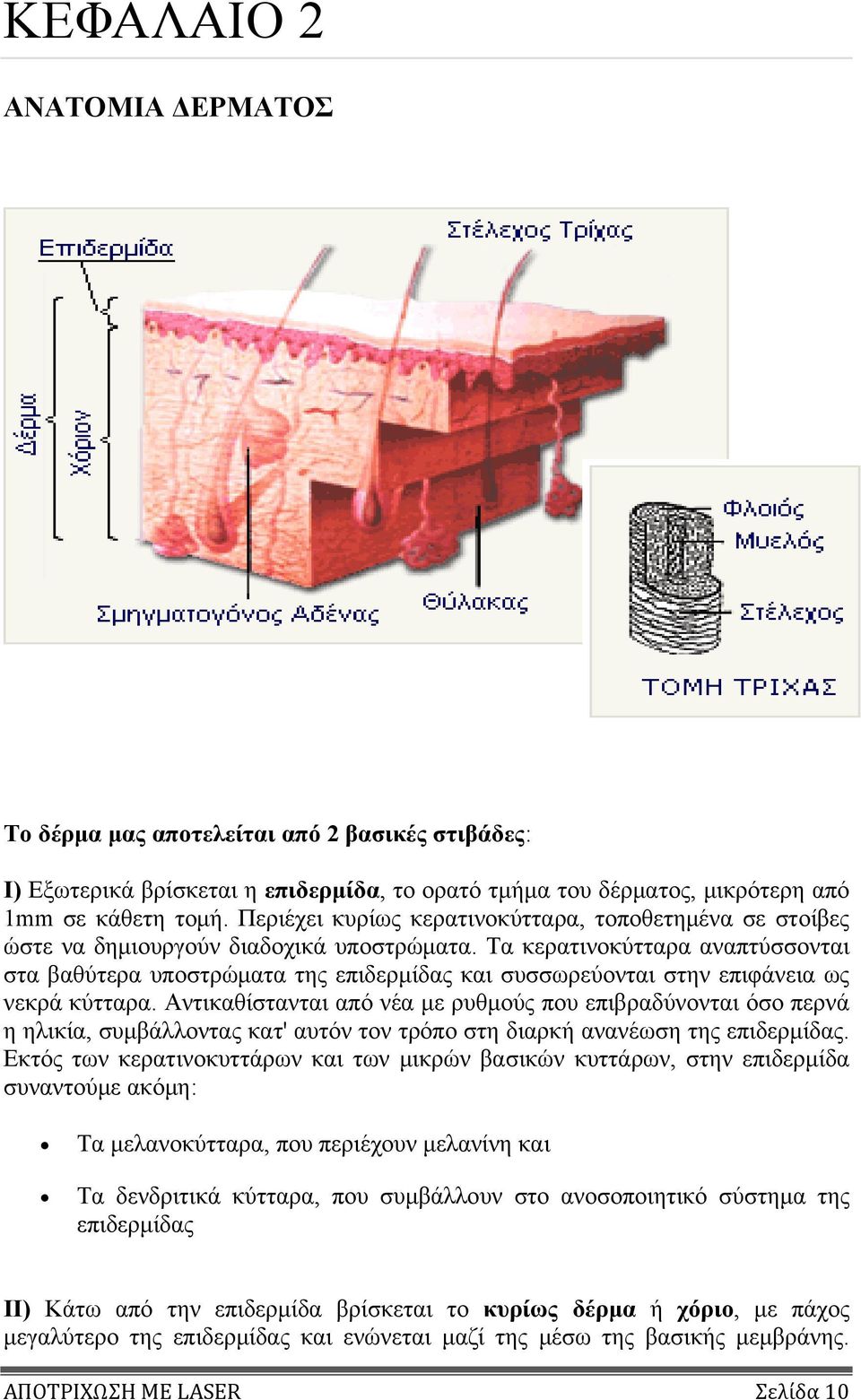 Τα κερατινοκύτταρα αναπτύσσονται στα βαθύτερα υποστρώματα της επιδερμίδας και συσσωρεύονται στην επιφάνεια ως νεκρά κύτταρα.