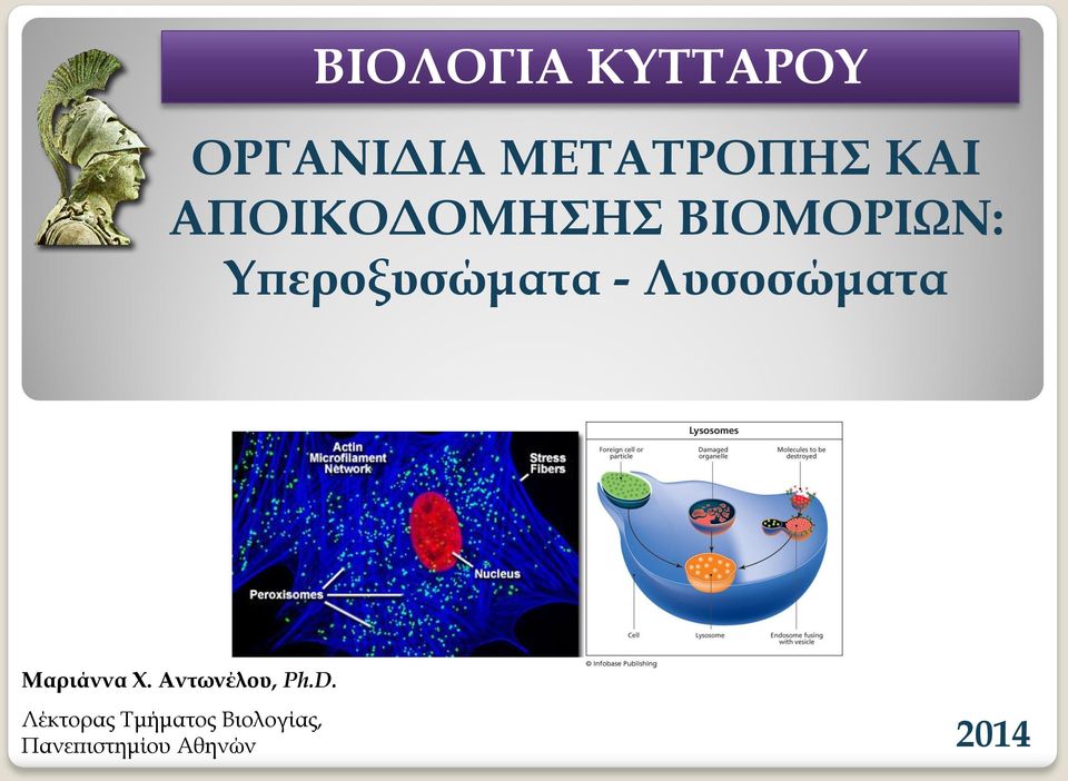 Λυσοσώματα Μαριάννα Χ. Αντωνέλου, Ph.D.