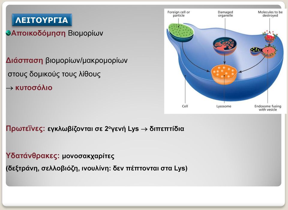 Πρωτεΐνες: εγκλωβίζονται σε 2 o γενή Lys διπεπτίδια