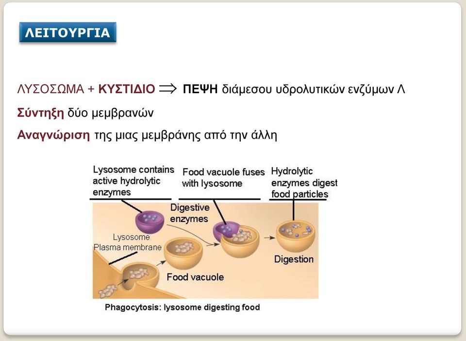 ενζύμων Λ Σύντηξη δύο μεμβρανών