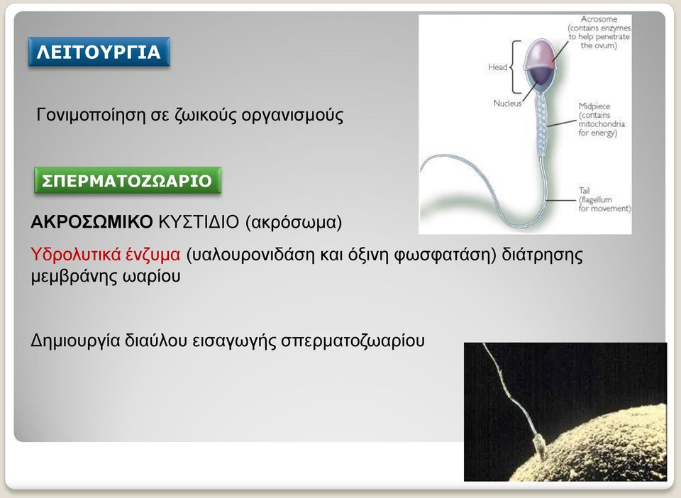 Υδρολυτικά ένζυμα (υαλουρονιδάση και όξινη φωσφατάση)