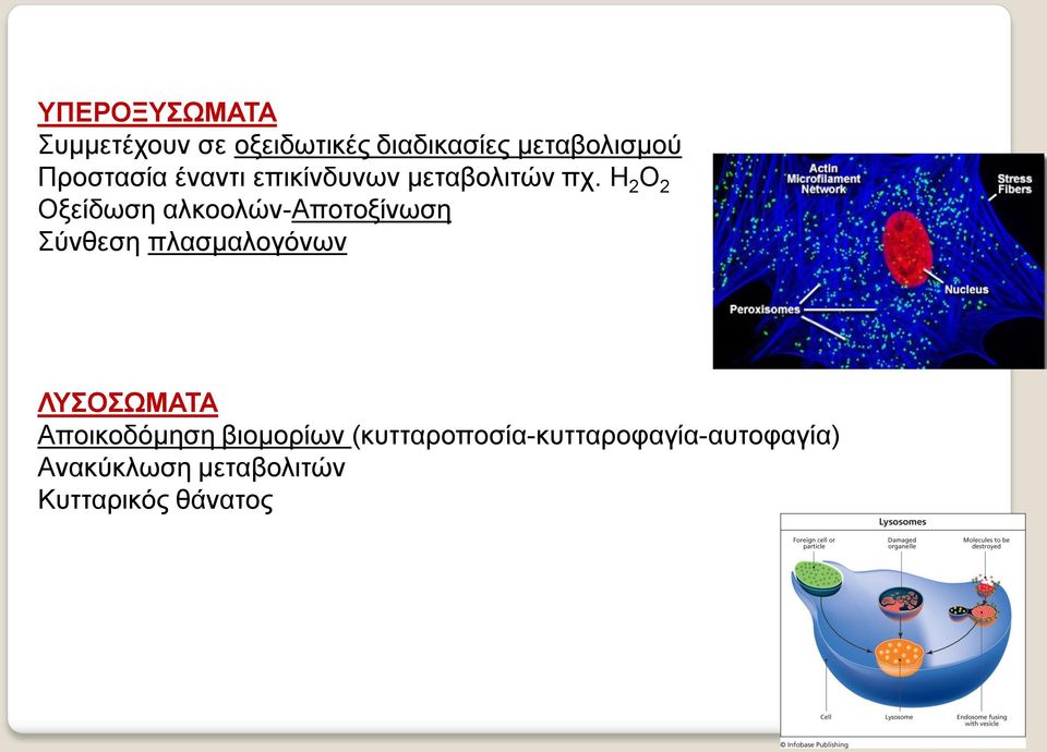 H 2 O 2 Οξείδωση αλκοολών-αποτοξίνωση Σύνθεση πλασμαλογόνων ΛΥΣΟΣΩΜΑΤΑ