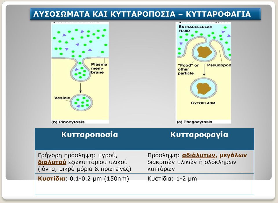 μικρά μόρια & πρωτεΐνες) Κυστίδια: 0.1-0.