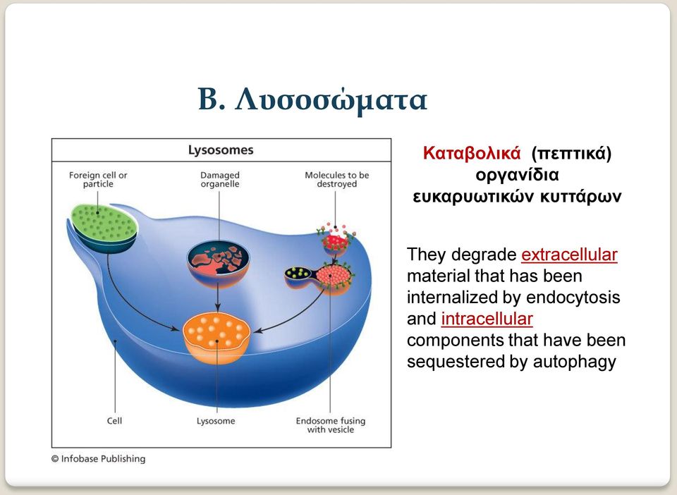material that has been internalized by endocytosis