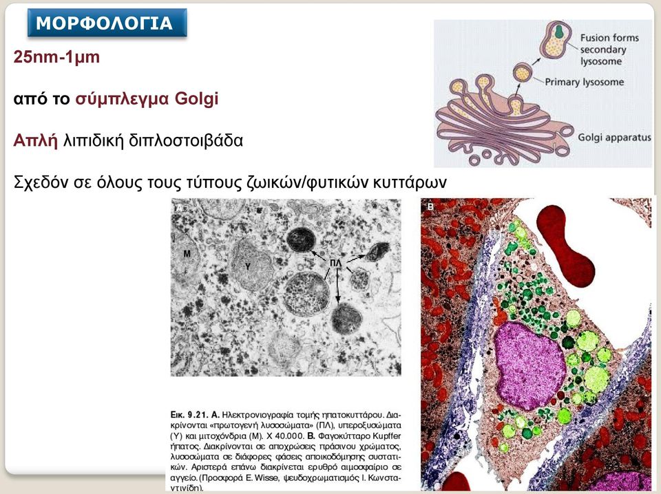 διπλοστοιβάδα Σχεδόν σε όλους