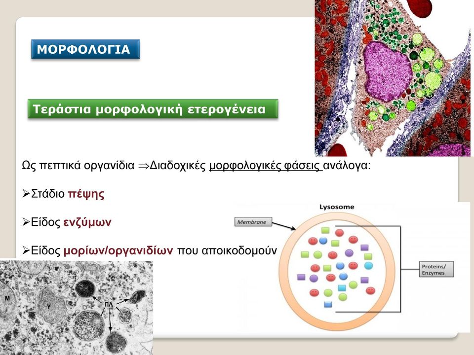 Διαδοχικές μορφολογικές φάσεις ανάλογα: