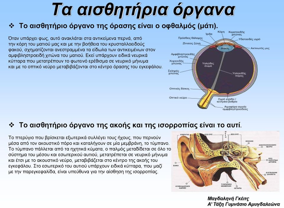 αμφιβληστροειδή χιτώνα του ματιού. Εκεί υπάρχουν ειδικά νευρικά κύτταρα που μετατρέπουν το φωτεινό ερέθισμα σε νευρικό μήνυμα και με το οπτικό νεύρο μεταβιβάζονται στο κέντρο όρασης του εγκεφάλου.