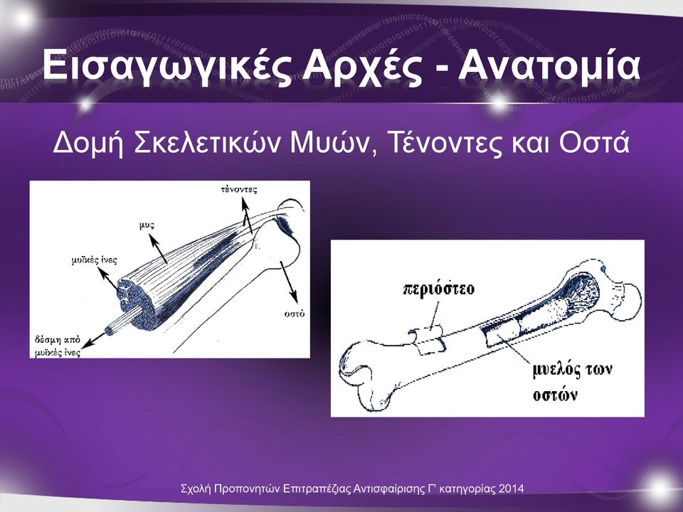 Δομή Σκελετικών