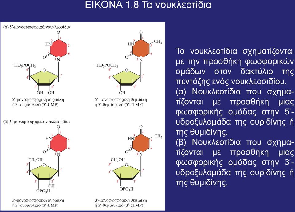 της πεντόζης ενός νουκλεοσιδίου.