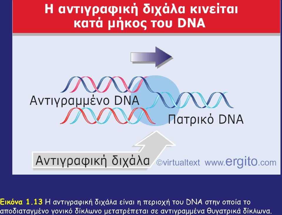περιοχή του DNA στην οποία το
