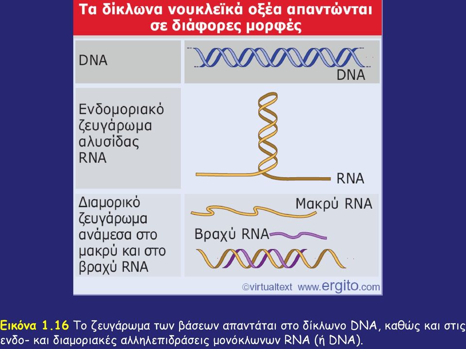 απαντάται στο δίκλωνο DNA, καθώς