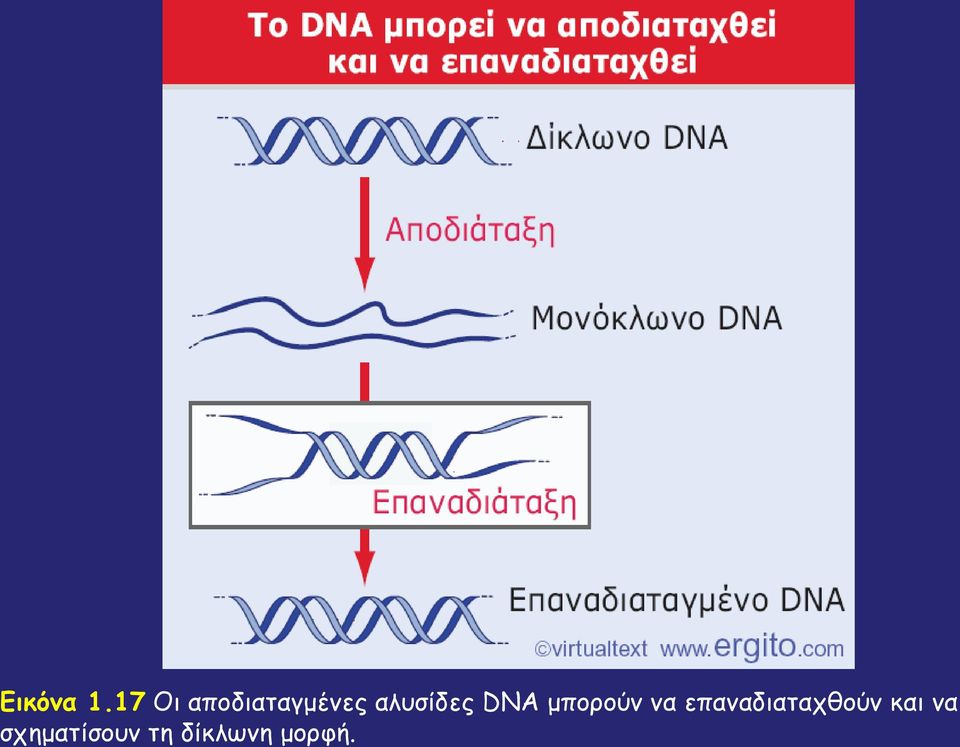 αλυσίδες DNA μπορούν να