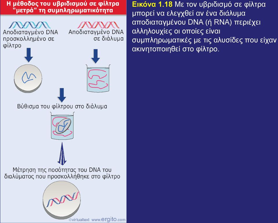 ένα διάλυμα αποδιαταγμένου DNA (ή RNA) περιέχει