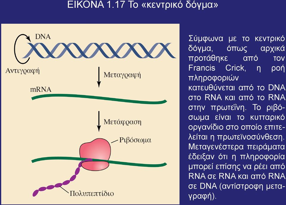 ροή πληροφοριών κατευθύνεται από το DNA στο RNA και από το RNA στην πρωτεΐνη.
