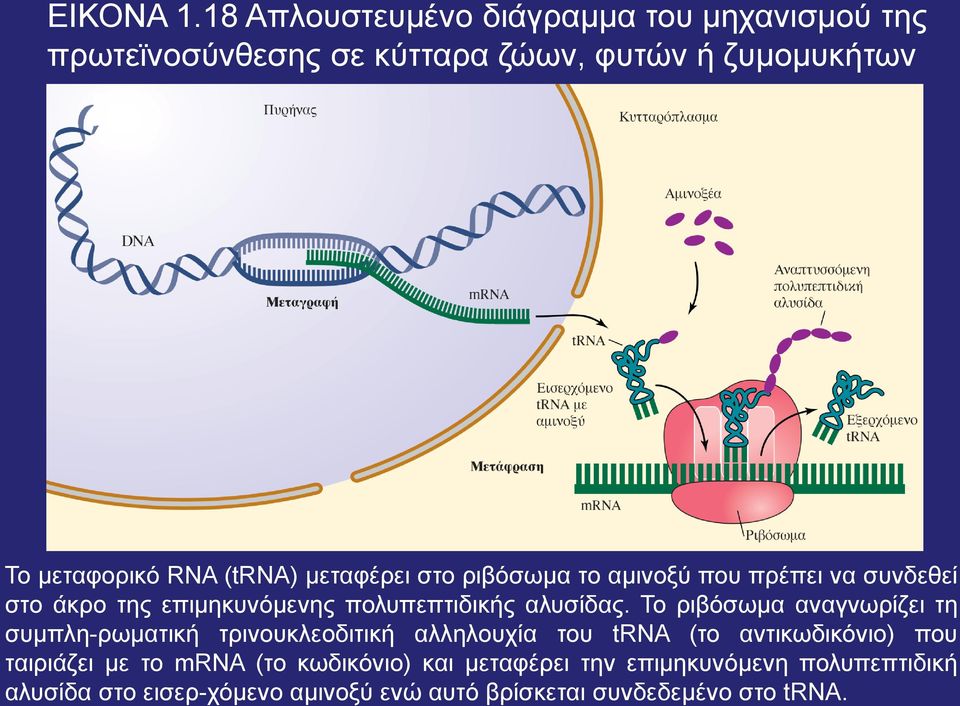 μεταφέρει στο ριβόσωμα το αμινοξύ που πρέπει να συνδεθεί στο άκρο της επιμηκυνόμενης πολυπεπτιδικής αλυσίδας.