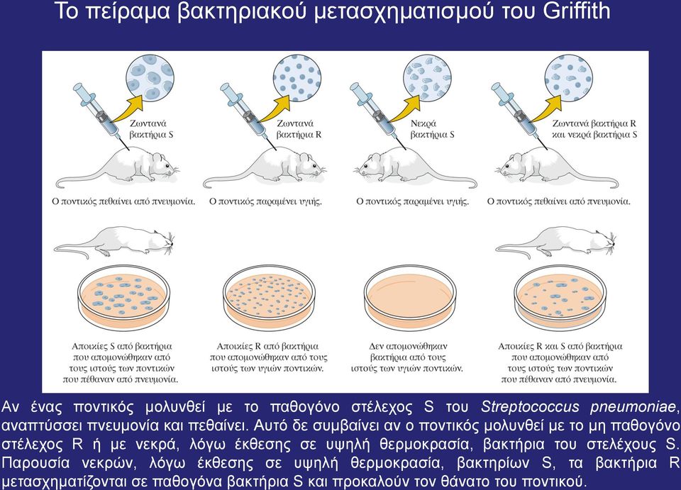 Αυτό δε συμβαίνει αν ο ποντικός μολυνθεί με το μη παθογόνο στέλεχος R ή με νεκρά, λόγω έκθεσης σε υψηλή θερμοκρασία,