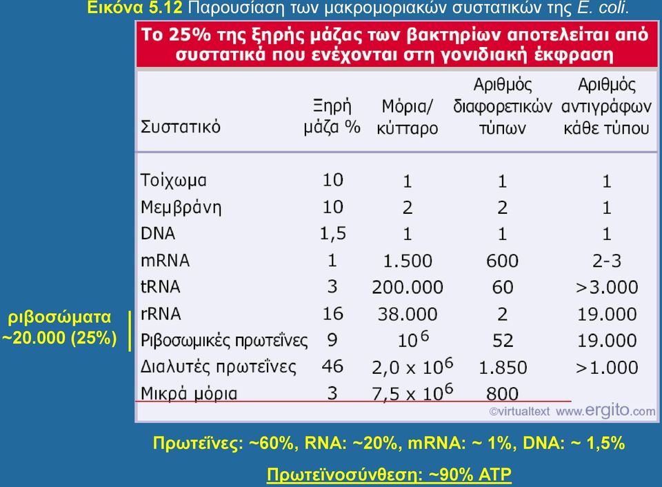 συστατικών της E. coli. ριβοσώματα ~20.