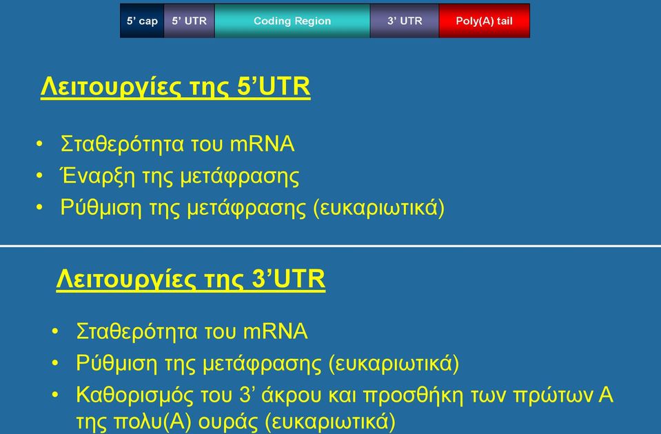 Σταθερότητα του mrna Ρύθμιση της μετάφρασης (ευκαριωτικά)