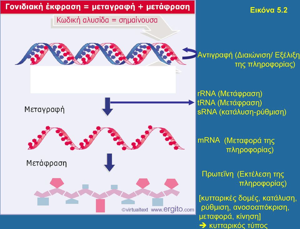 2 Αντιγραφή (Διαιώνιση/ Εξέλιξη της πληροφορίας) rrna (Μετάφραση)