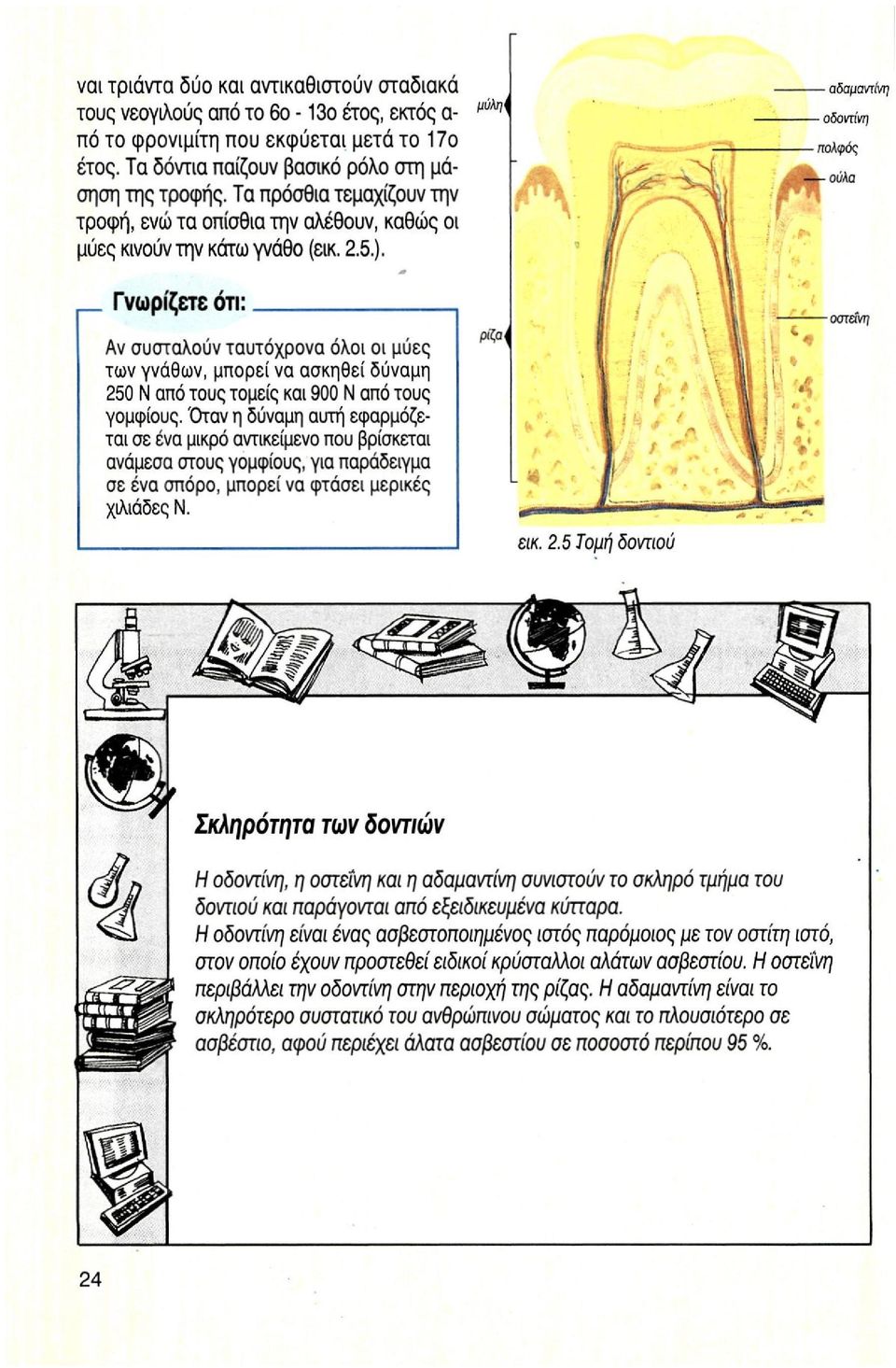 Γνωρίζετε ότι; Αν συσταλούν ταυτόχρονα όλοι οι μύες των γνάθων, μπορεί να ασκηθεί δύναμη 250 Ν από τους τομείς και 900 Ν από τους γομφίους.